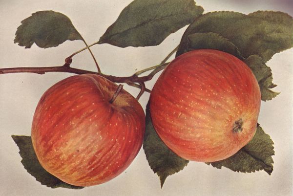 ovocne-druhy-a-odrudy: jablone: vilemovo.jpg