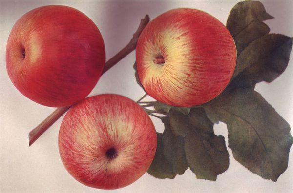 ovocne-druhy-a-odrudy: jablone: wealthy.jpg