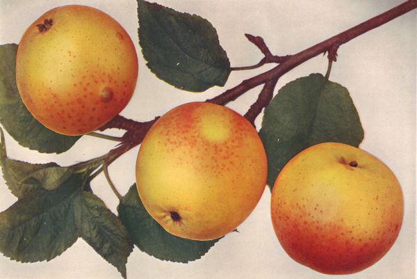 ovocne-druhy-a-odrudy: jablone: zuccalmagliova_reneta.jpg
