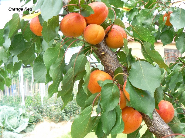 ovocne-druhy-a-odrudy: teplomilne: orange-red.jpg