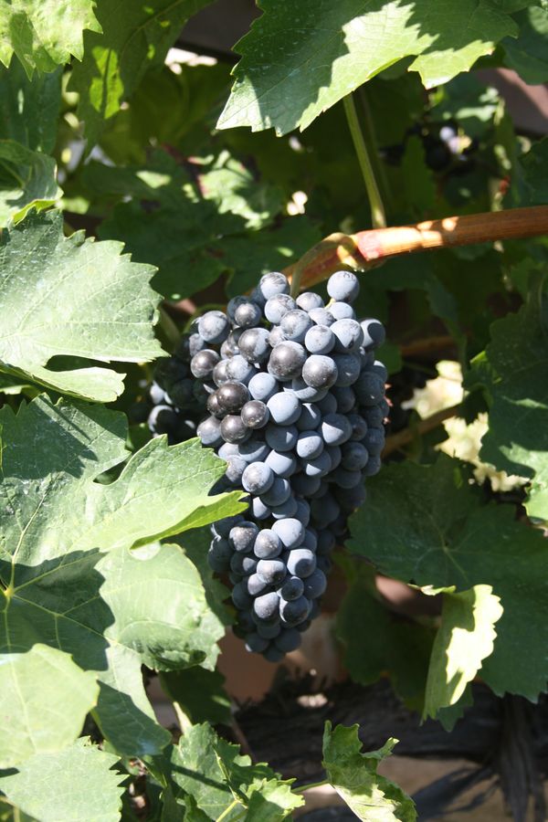ovocne-druhy-a-odrudy: vinna-reva: portugalske-modre1.jpg